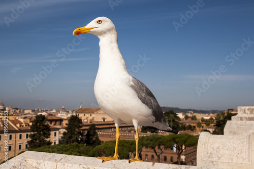 Gulls, or colloquially seagulls, are seabirds of the subfamily Larinae. They are most closely related to terns and skimmers, distantly related to auks, and even more distantly related to waders photo