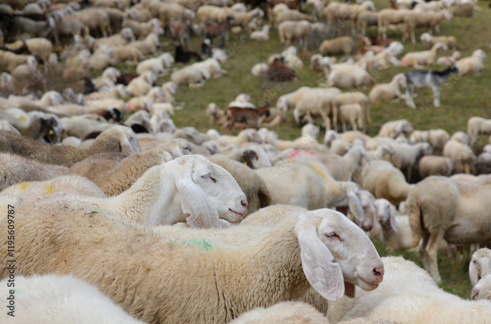 sheep in the flock of livestock raised for milk and wool production sheep in the flock of livestock raised for milk and wool production