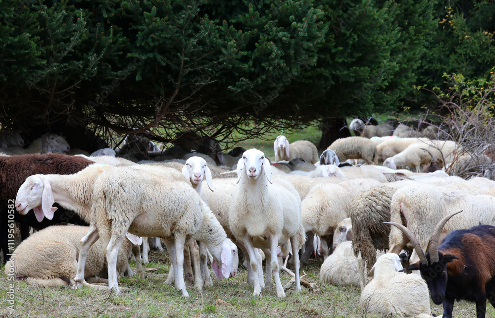group of sheep in the flock on the farm along with some goats group of sheep in the flock on the farm along with some goats