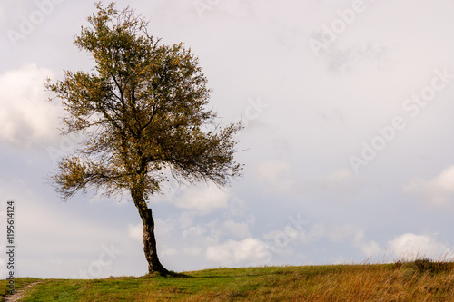 solitary tree on a hill at the veluwe netherlands photo