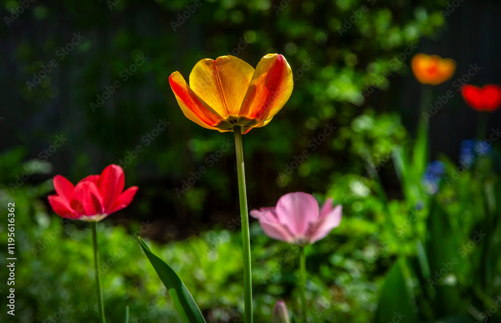 Blooming tulips in the garden in backlight. Texture. Blooming tulips in the garden in backlight. Texture.