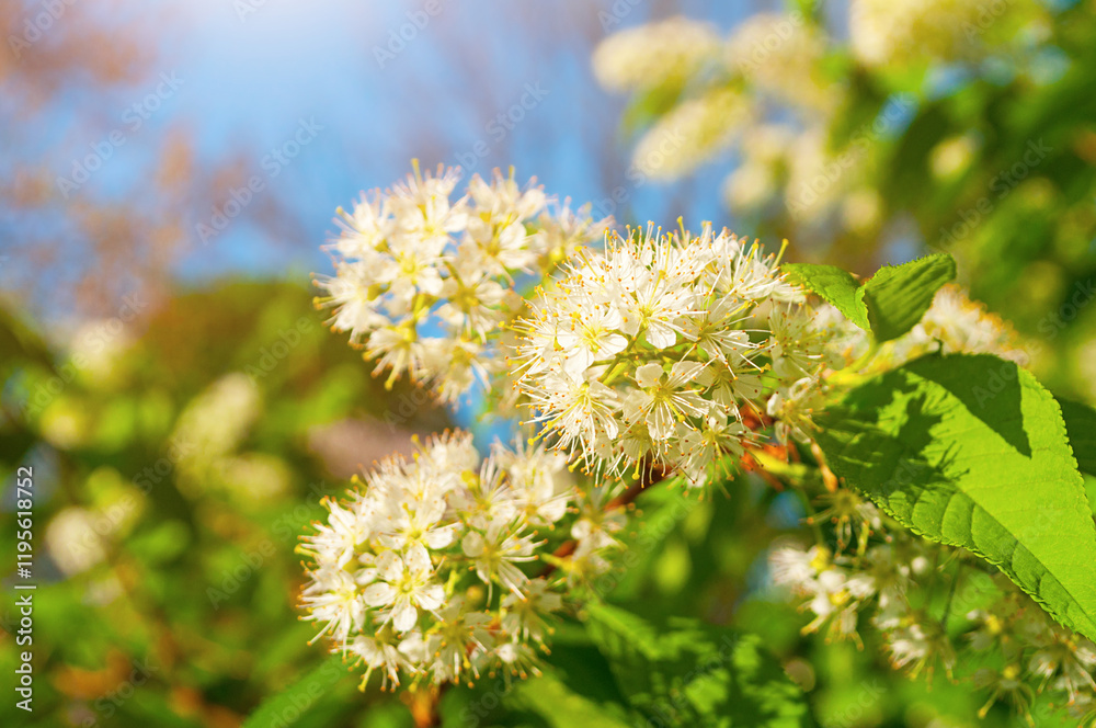 Spring flowers. White flowers of blooming bird cherry tree - in Latin Prunus maackii Spring flowers. White flowers of blooming bird cherry tree - in Latin Prunus maackii
