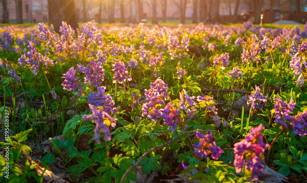 Fototapeta premium Spring landscape - blooming mauve little flowers of Corydalis halleri under the tree in the spring forest