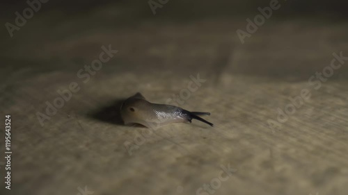 Close-up of a slug crawling on the floor