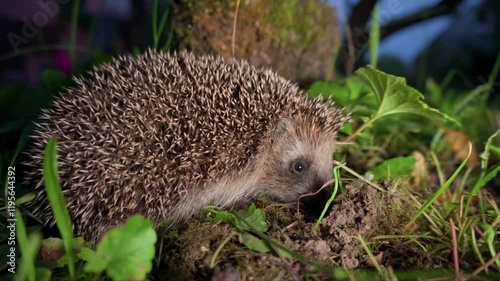 close-up of a hedgehog in the grass. evening time.