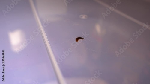 Larva of beetle Dermestes lardarius on a plastic board