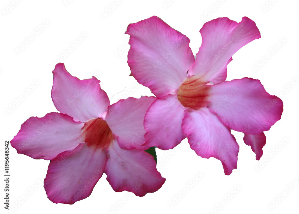 Naklejka premium Adenium obesum on white background