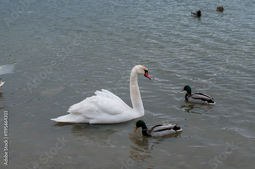 White swan onlake shore. Swan on beach. Swan on shore photo