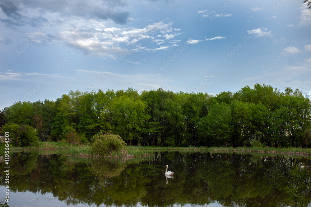 Obraz premium White swan onlake shore. Swan on beach. Swan on shore