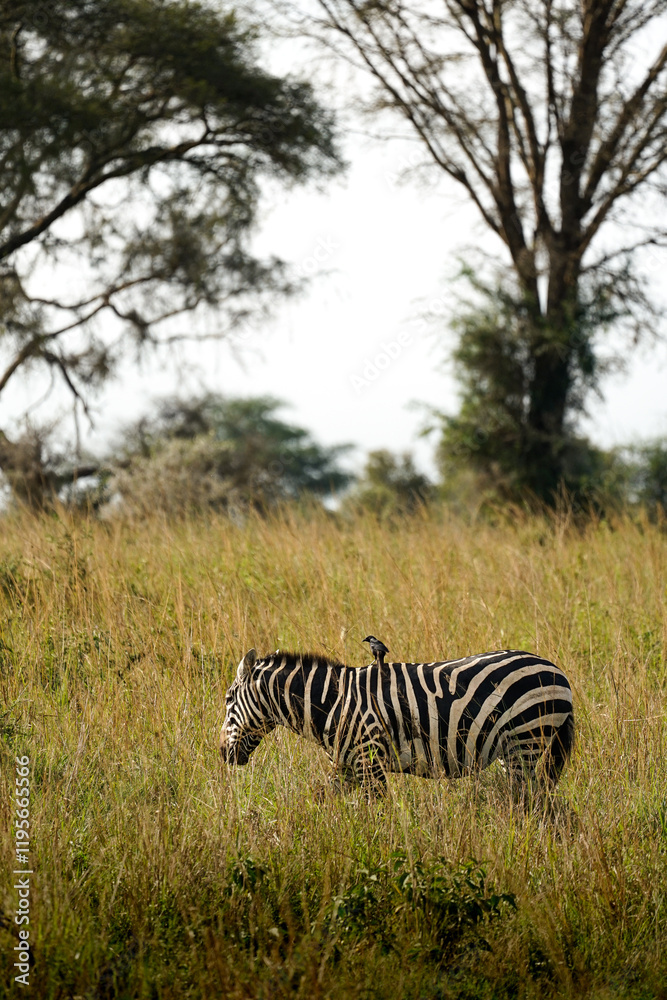 Obraz premium zebra in uganda