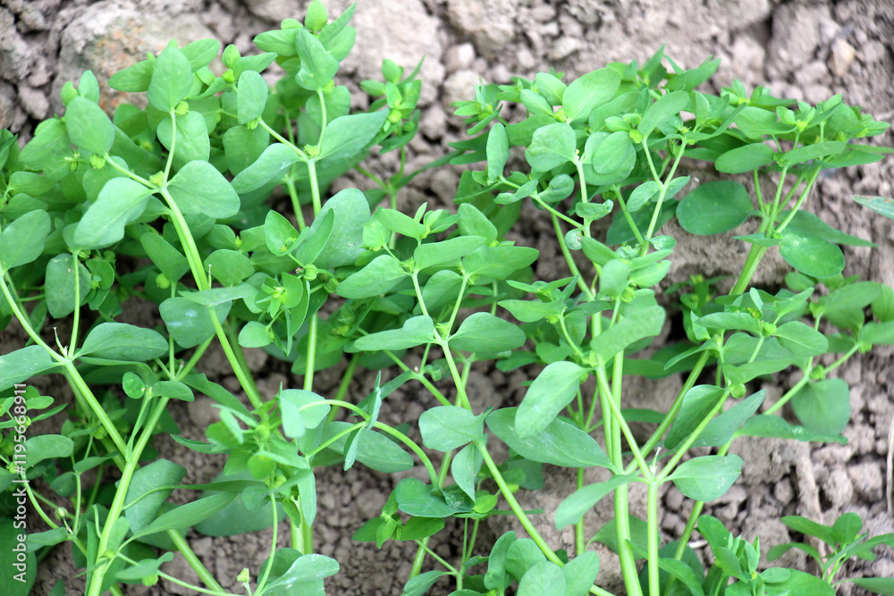 Euphorbia peplus grows in nature as a weed Euphorbia peplus grows in nature as a weed