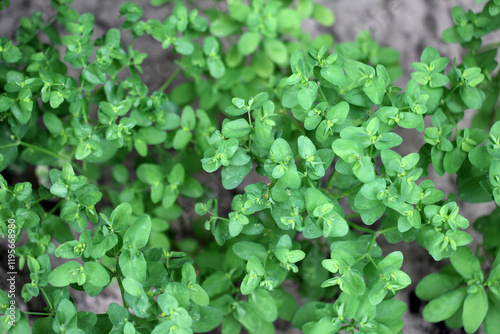 Wallpaper Mural Euphorbia peplus grows in nature as a weed Torontodigital.ca