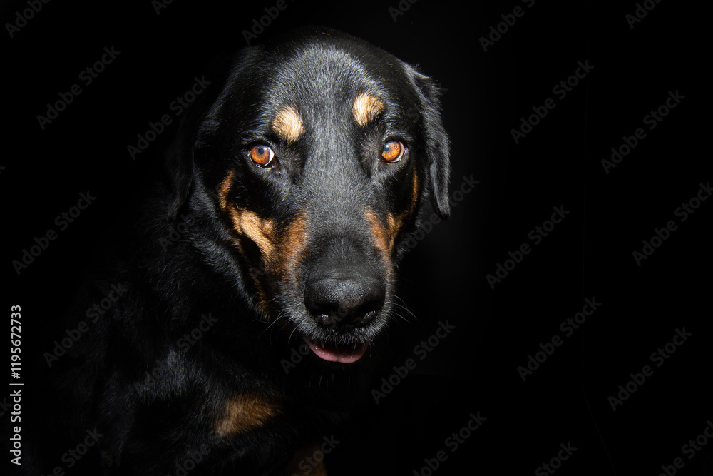 Profile rottweiler mixed-breed dog with afraid expression face. Isolated on black dark background Profile rottweiler mixed-breed dog with afraid expression face. Isolated on black dark background