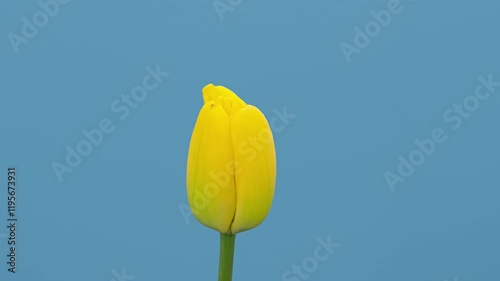 Time lapse blooming yellow Tulip flower, isolated on blue screen