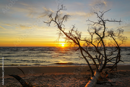 Fototapeta Naklejka Na Ścianę i Meble -  Sunrise on the Baltic Sea coast with tree trunks washed away by coastal erosion in the foreground