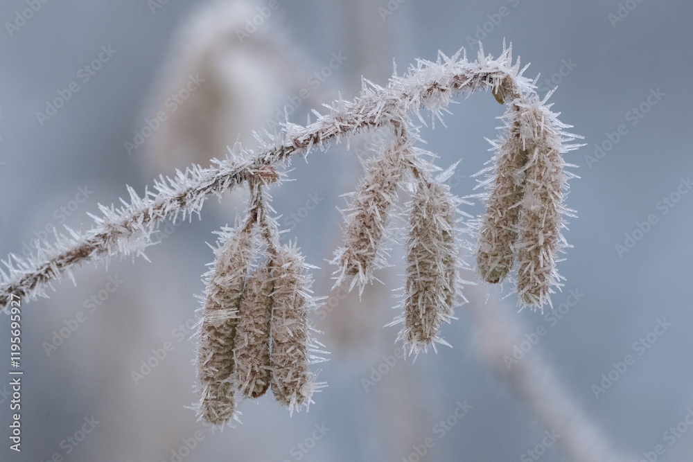 close-up of frosted catkins in the forest close-up of frosted catkins in the forest