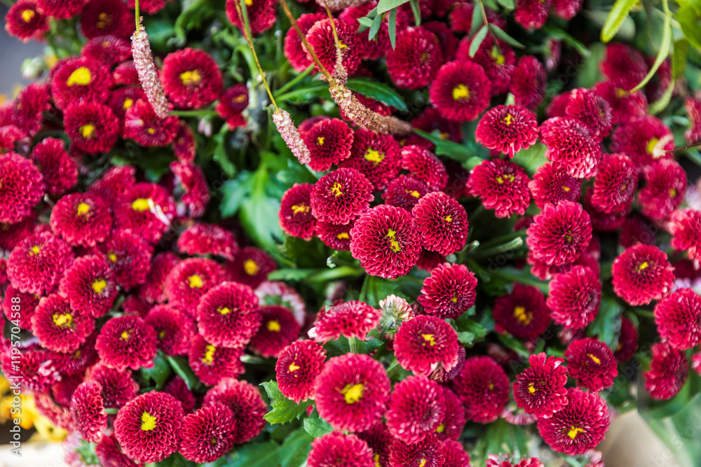 Red chrysanthemums in a bouquet. Wallpaper featuring burgundy chrysanthemums. Red chrysanthemums in a bouquet. Wallpaper featuring burgundy chrysanthemums.