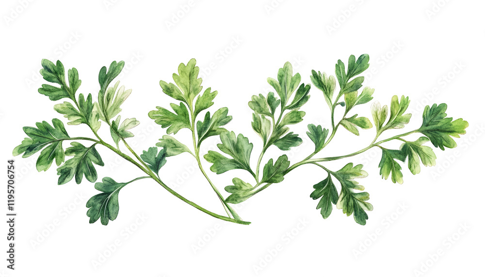 Obraz premium Fresh Parsley Sprigs