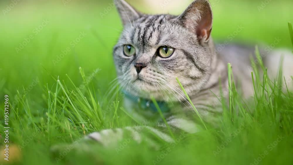British shorthair silver tabby cat having rest on a lawn in a back yard on a bright summer day. Slow motion footage of a young domestic cat having fun outdoors in a garden or a back yard.