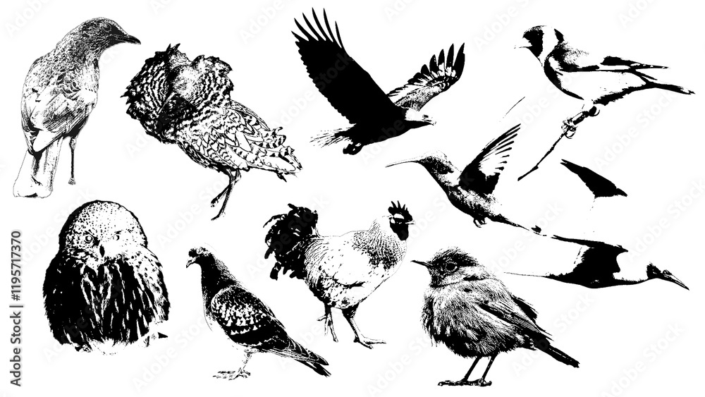Naklejka premium Set of silhouettes of wild and domestic birds. Vintage black ink, engraving style illustration of flying and sitting birds including dove, rooster, hawk, sparrow, crow and hummingbird