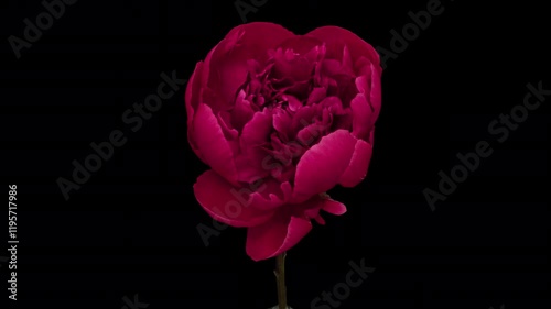 Macro time lapse blooming and wilting red peony flower, isolated on pure black background