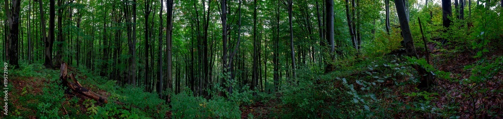 Fototapeta premium Panoramic nature landscape, soft pastel colors, dream nature, sunset autumn background, peaceful amazing nature panorama