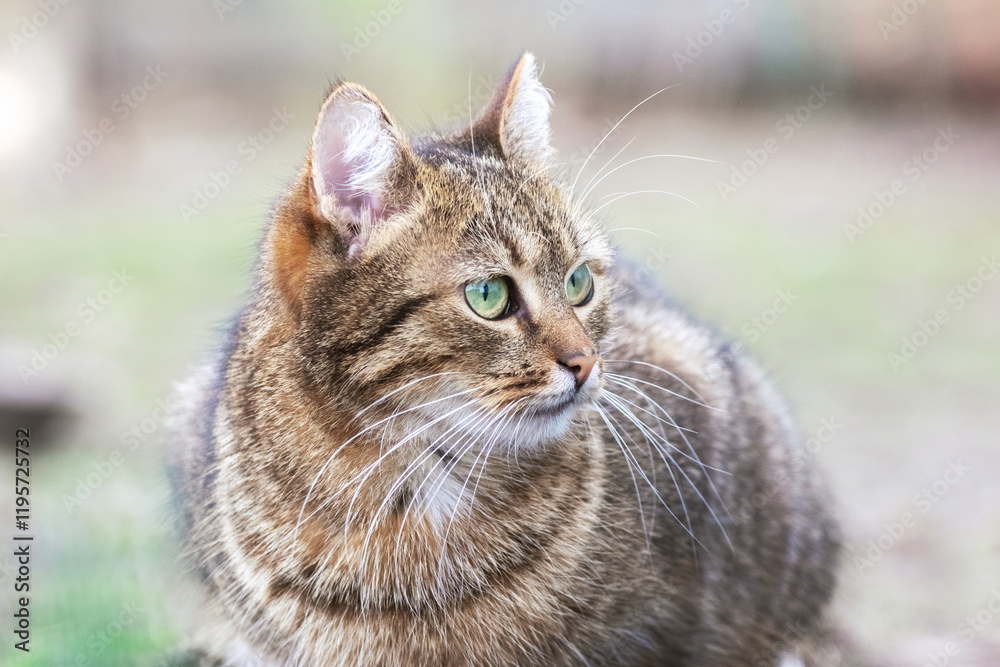 beautiful brown cat with big green eyes in a spring garden on a blurred background beautiful brown cat with big green eyes in a spring garden on a blurred background