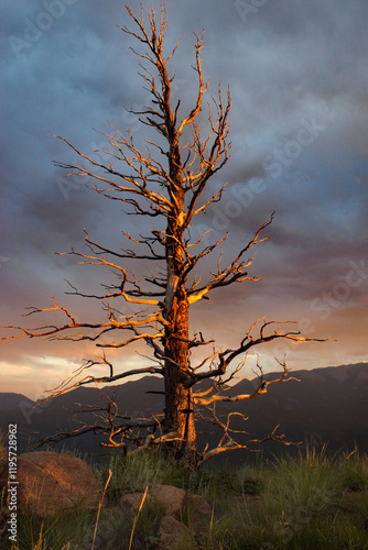 A lone weathered gnarly dead tree stands in front of colorful clouds during sunset at Garden of the Gods in Colorado Springs