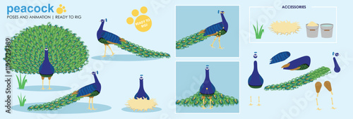 Cute Peacock character ready for animation, collection vector multiple poses feathers bird