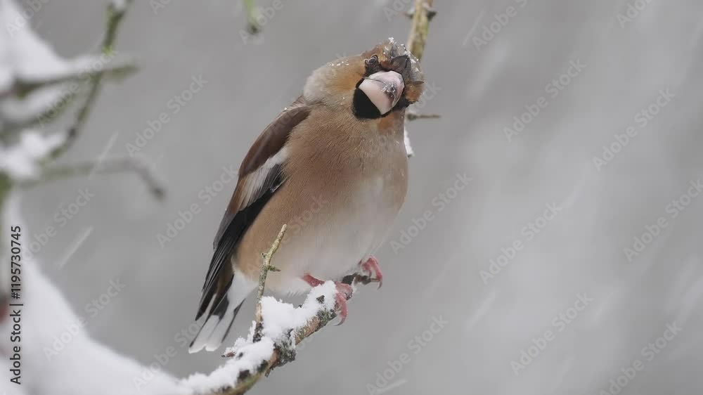Kernbeißer (Coccothraustes coccothraustes)      