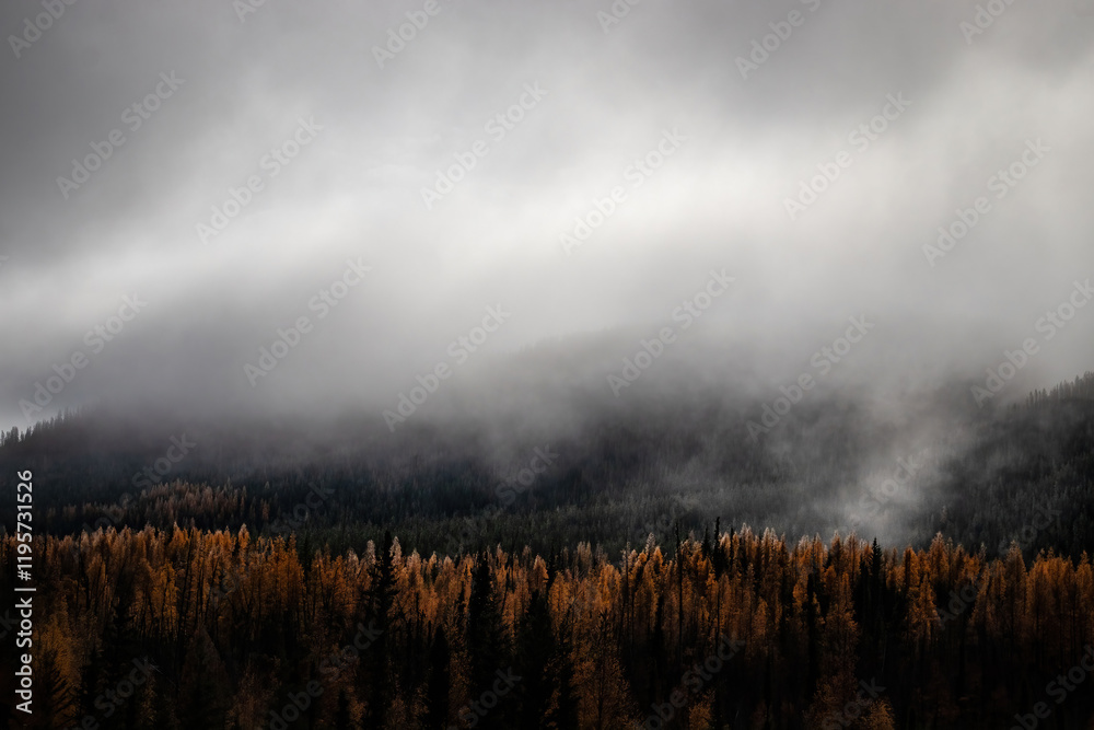 Dense fog over mountains and orange trees in Canada. Dense fog over mountains and orange trees in Canada.