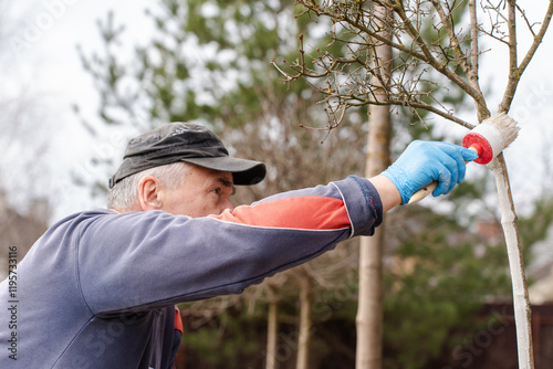 whitewashing tree trunks: farmer covers tree with white paint to protect from pests and diseases, spring gardening work, whitewashed trees. Gardening and senior people concept photo