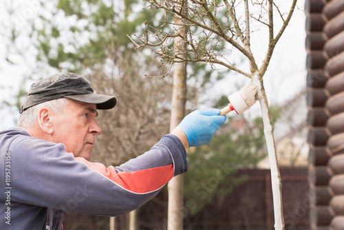 whitewashing tree trunks: farmer covers tree with white paint to protect from pests and diseases, spring gardening work, whitewashed trees. Gardening and senior people concept photo