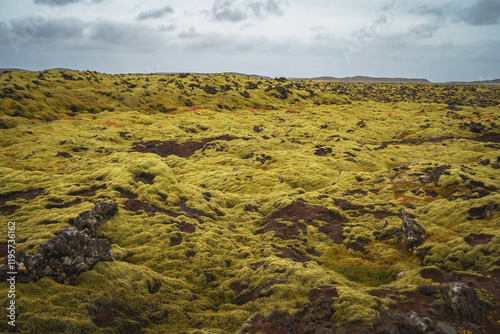 Icelandic moss (Cetraria islandica) growing on a lava field. It grows extremely slowly - taking decades or even centuries to recover from damage. Trampling can permanently harm this fragile ecosystem. photo