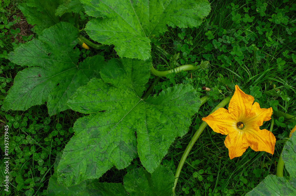 Zucchini or zucchini grown organically blooms and bears fruit profusely, suitable for cards and banners. Zucchini or zucchini grown organically blooms and bears fruit profusely, suitable for cards and banners.