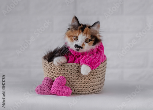 valentine cute little kitten lying in warm sweater in knitted basket next to ...