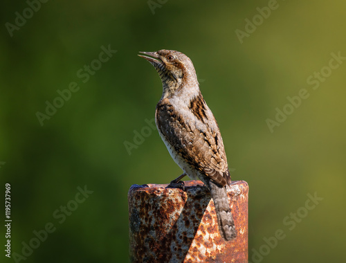 wryneck bird standing on metal pole in spring garden and singing
