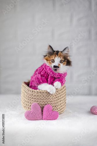 cute kitten sitting in wicker basket in warm sweater among pink hearts