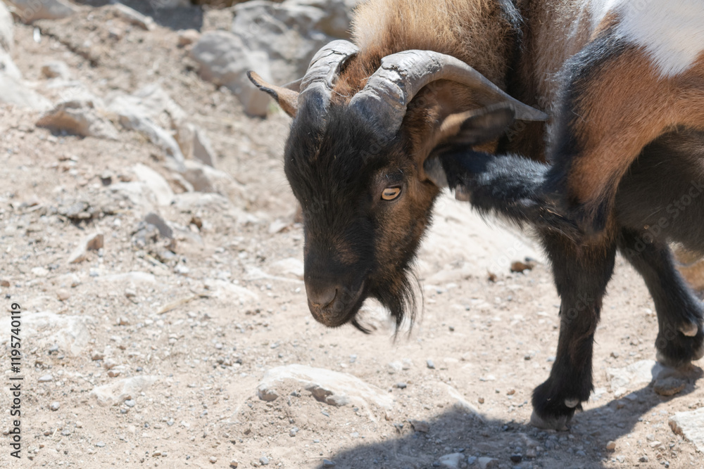 African dwarf goat scratches its ear with its hoof. Capra aegagrus hircus. African dwarf goat scratches its ear with its hoof. Capra aegagrus hircus.