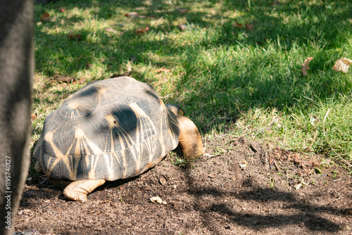 Madagascar star tortoise. Astrochelys radiata.