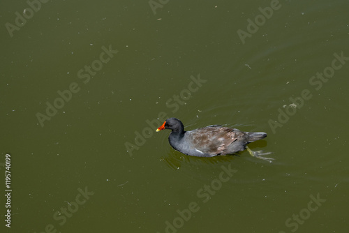 Common redfish swim in a pond with dirty green water. Gallinula chloropus. photo