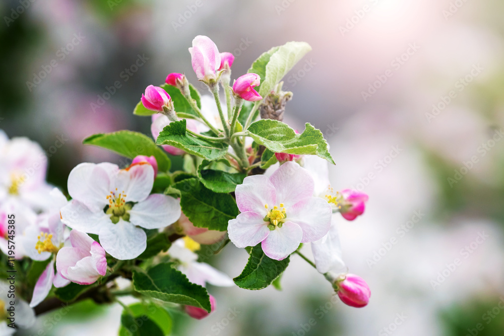 apple tree branch with pink flowers and buds on a blurred background in sunny weather apple tree branch with pink flowers and buds on a blurred background in sunny weather