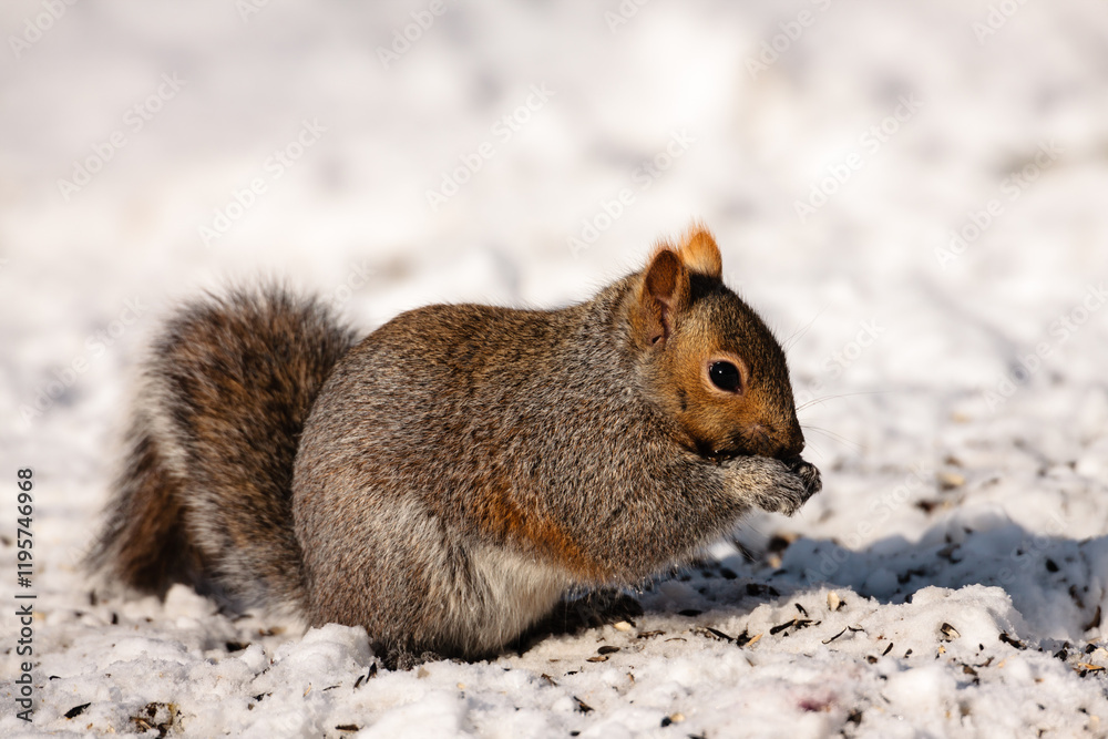 Fototapeta premium Gray squirrel feeding on sunflower seeds in winter