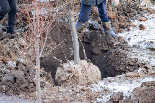 winter planting of trees with closed root system