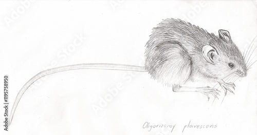 Konstfotografi Scientific illustration of rodent Oligoryzomys flavescens, long-tailed, in graphite