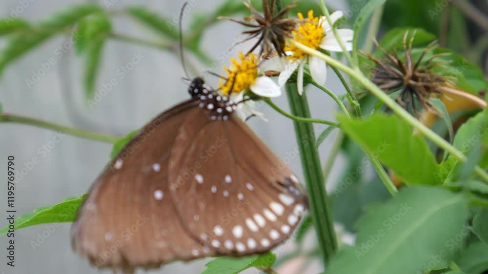 Butterfly collecting nectar from flower