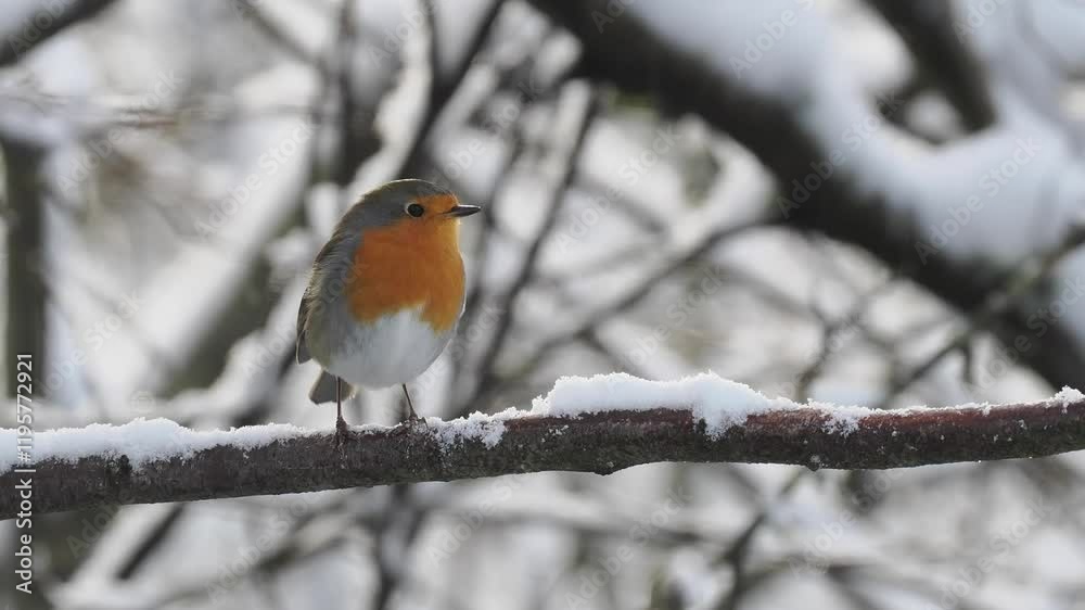 Rotkehlchen (Erithacus rubecula) Rotkehlchen (Erithacus rubecula)
