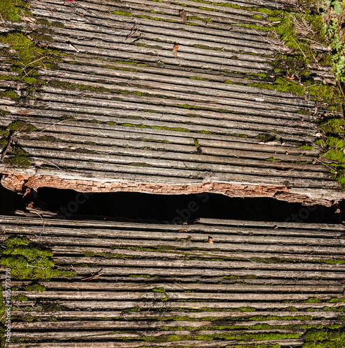 Damaged, rotted boards for the wooden boardwalk, one board is missing, the others are partially overgrown with moss.