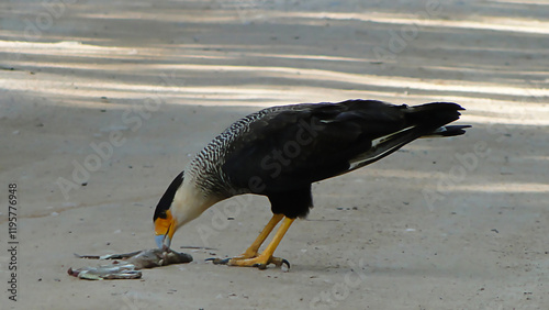 the Carcará, a Brazilian bird of prey eating its prey photo