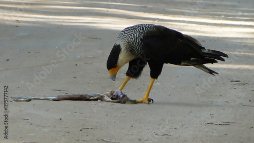 the Carcará, a Brazilian bird of prey eating its prey photo